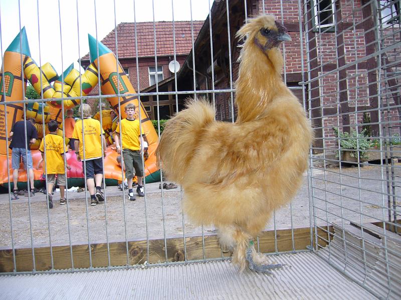 Haehnewettkraehen der Kreisjugend des Kreisverbandes Guetersloh 058.jpg - Hähnewettkrähen des Kreisverbandes Gütersloh in Langenberg auf dem Hofe Großelohmann